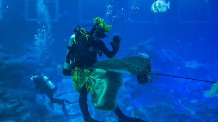 The Sea of Tiki at S.E.A. Aquarium 