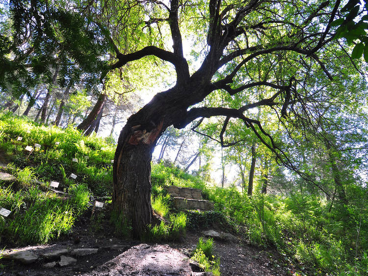 El Arboreto Luis Ceballos