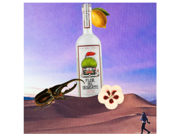 Sotol flor del desierto. Desierto Sotol flor del desierto. Desierto