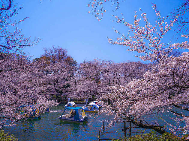Photo: Makoto Honda/Dreamstime Photo: Makoto Honda/Dreamstime
