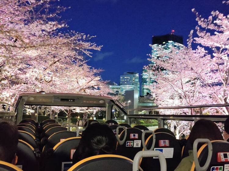6 beautiful cherry blossom tours and cruises in Tokyo