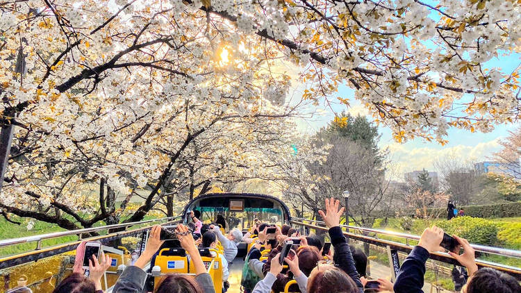 Sky Bus sakura tour