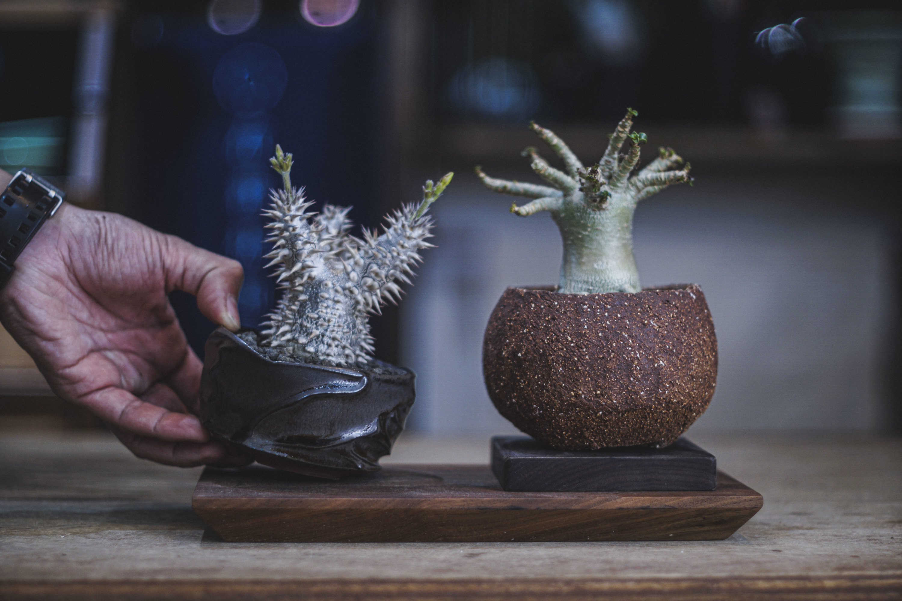 D2 Place 珍奇植物市集 樹小 根心 以塊根多肉植物為主題