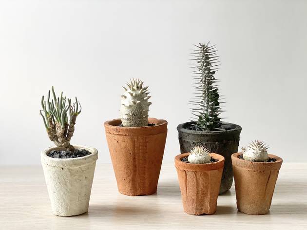 D2 Place 珍奇植物市集 樹小 根心 以塊根多肉植物為主題