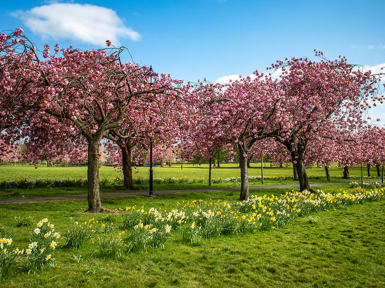 Cherry blossom