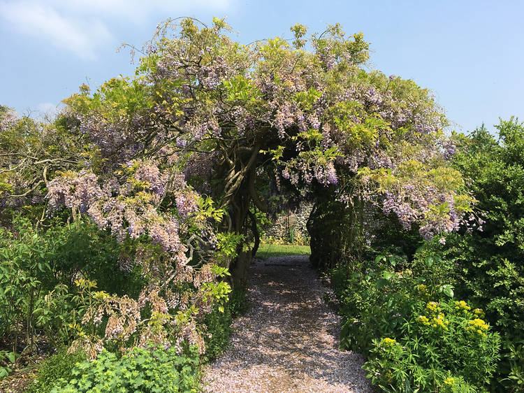 Wisteria