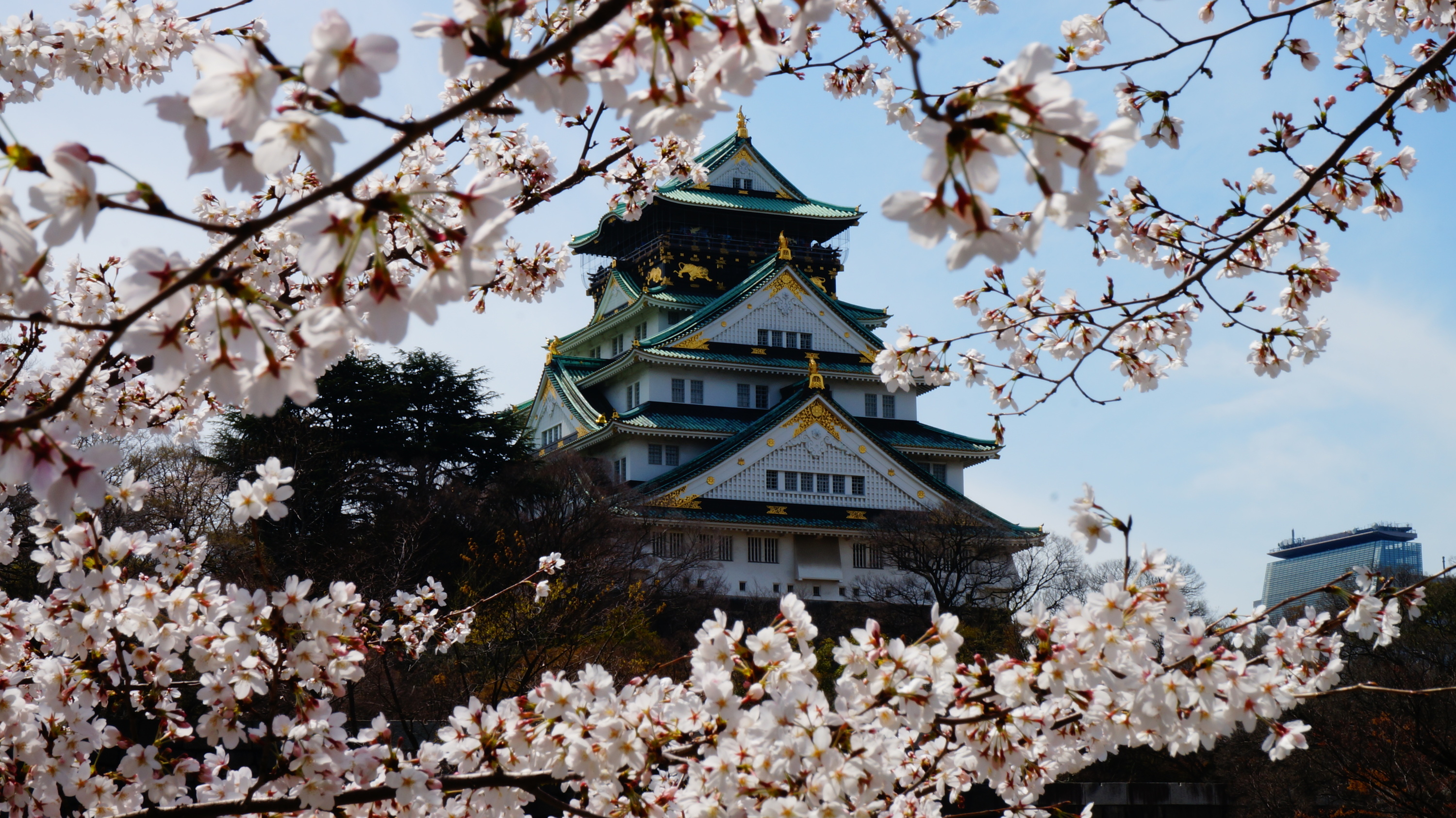 日本入境放寬 日本櫻花一期一會 日本入境放寬 日本櫻花一期一會