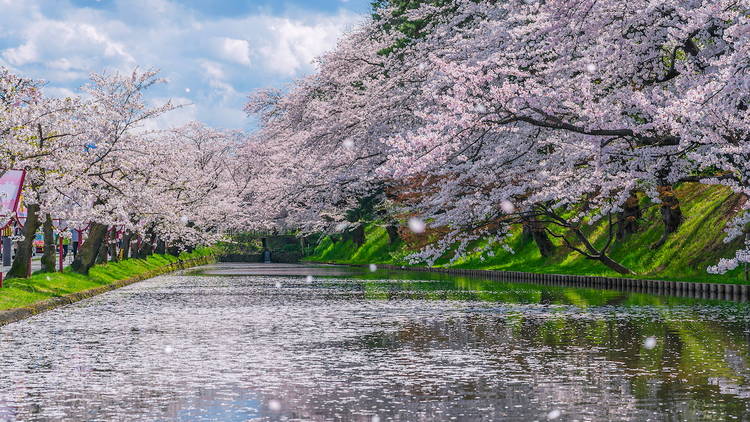 Hirosaki Castle cherry blossom blizzard_弘前城之漫天飛櫻