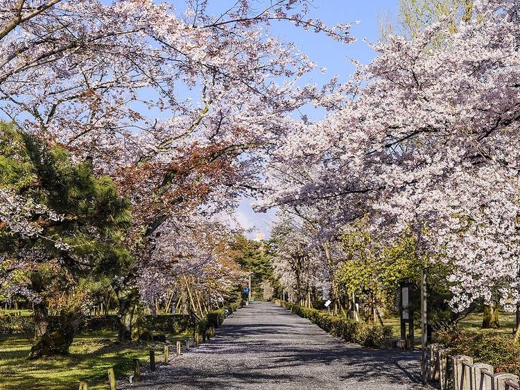 京都:櫻花日與夜 京都:櫻花日與夜