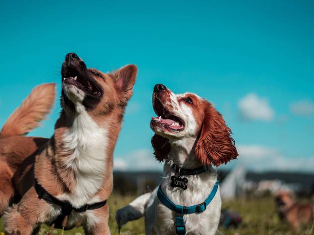 Cães Cães