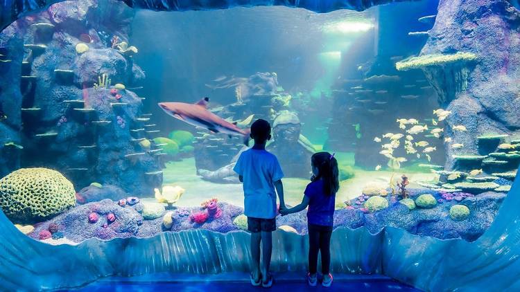 Get fishy at Sea Life Sydney Aquarium