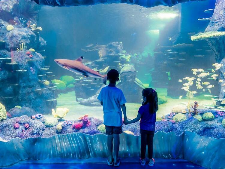 Get fishy at Sea Life Sydney Aquarium