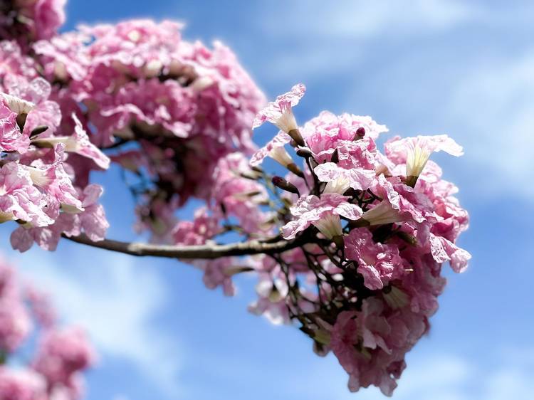 Spot trumpet flowers, Singapore’s version of sakura