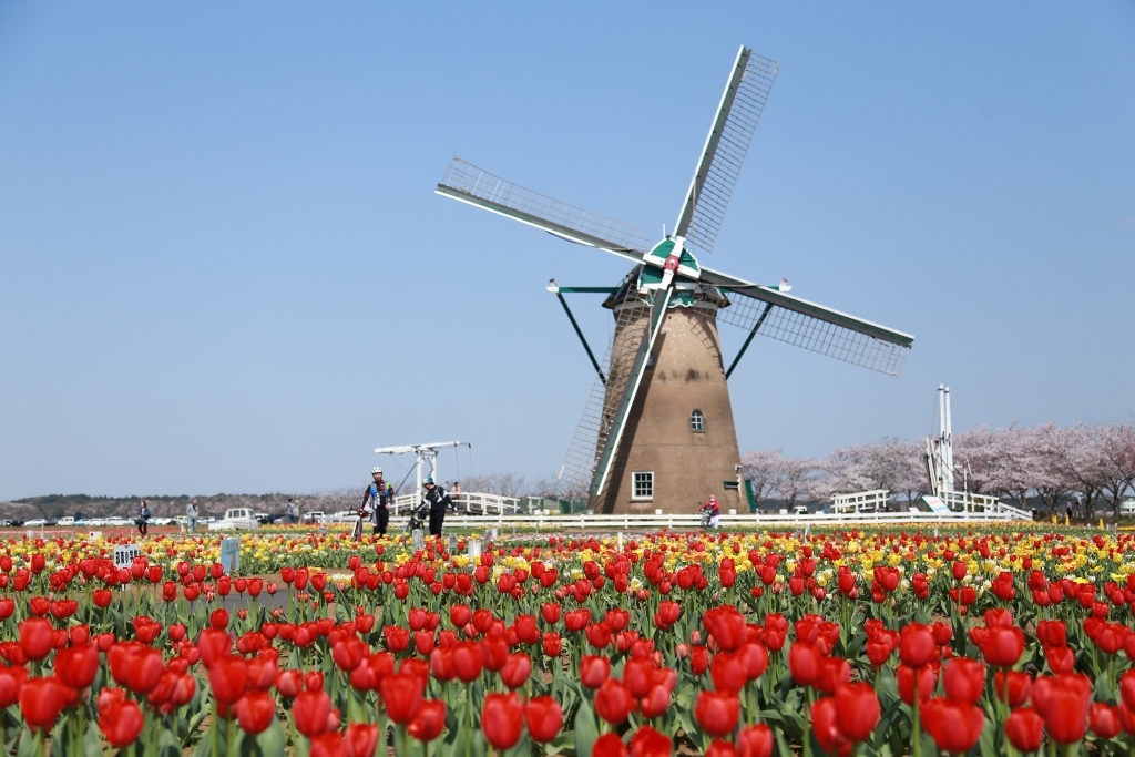 Kanto's largest tulip festival has 550,000 blooms and it’s near Tokyo