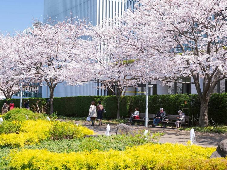 Midtown Blossom