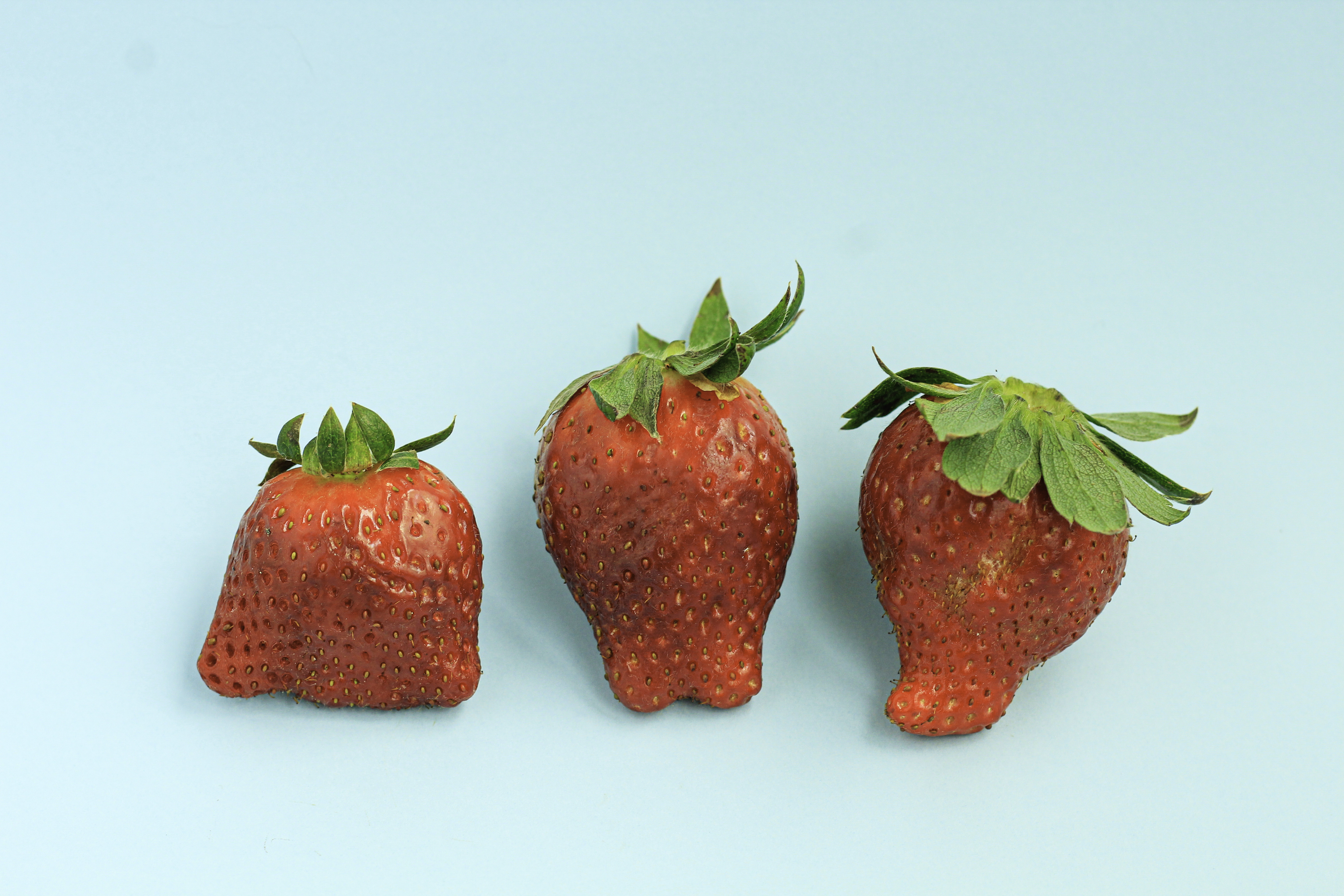 The Equal Food Co