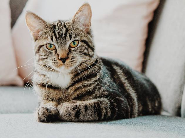 Gato Gato