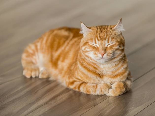 Gato Gato