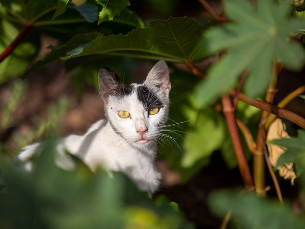 Animais de Rua Animais de Rua