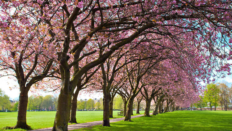 The Meadows, Edinburgh