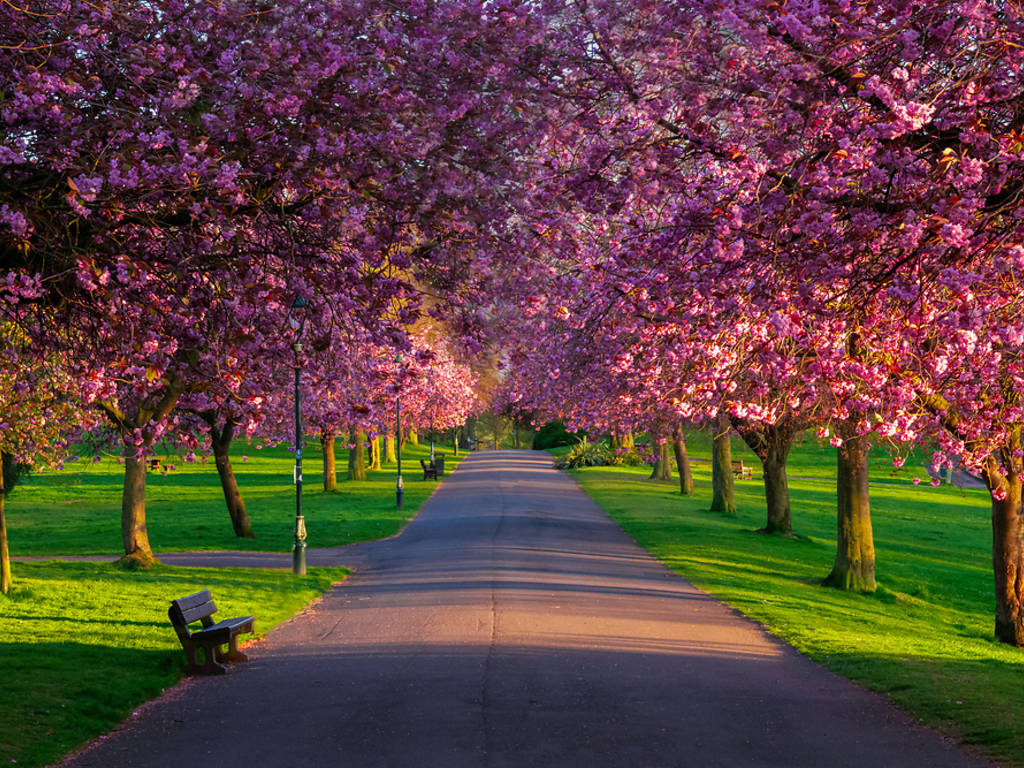 10 Best Places to See Cherry Blossom in the UK in 2024