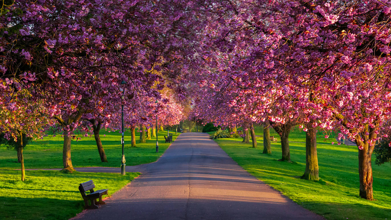 9 Best Places to See Cherry Blossom in the UK in 2023
