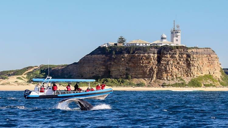 Nobbys Lighthouse and whale in Newcastle