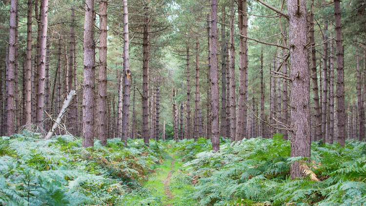 Rendlesham Forest, Suffolk