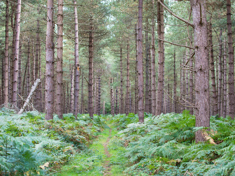 Rendlesham Forest, Suffolk