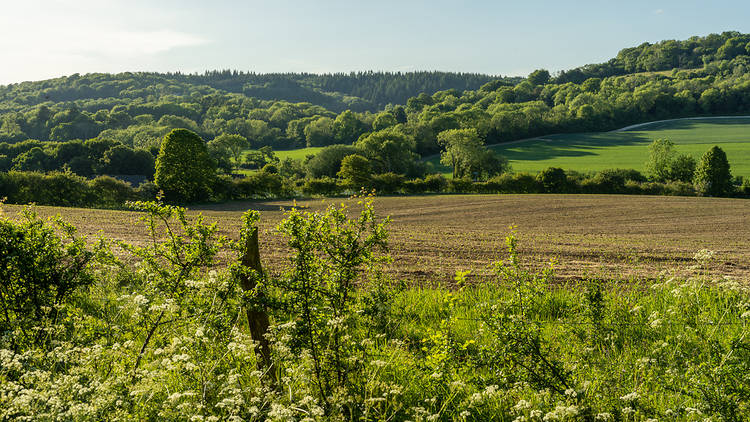 Abinger Roughs, Surrey