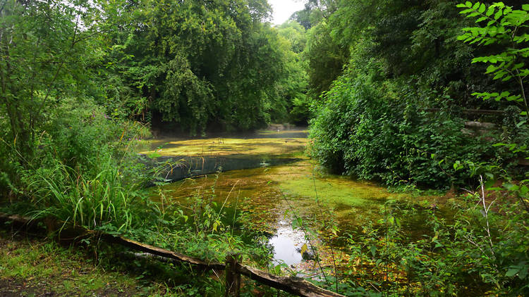 Shere Woodlands, Surrey