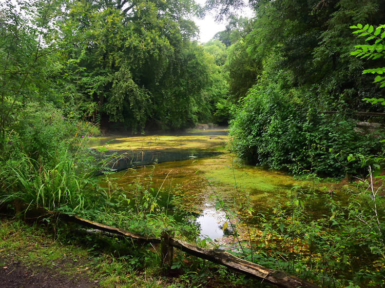 Shere Woodlands, Surrey