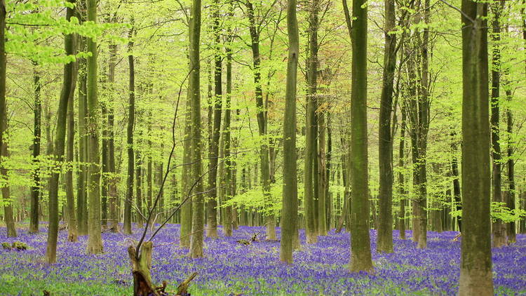 King’s Wood, Kent