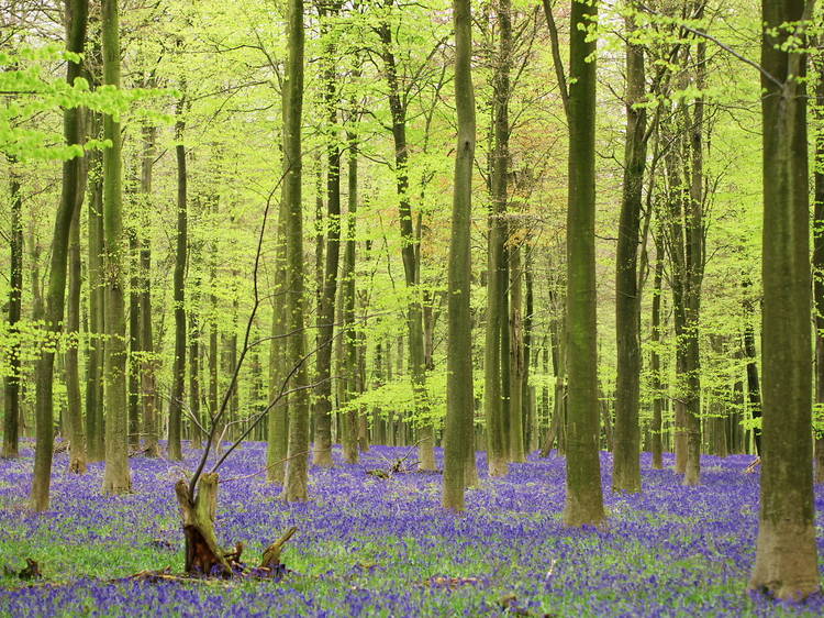 King’s Wood, Kent