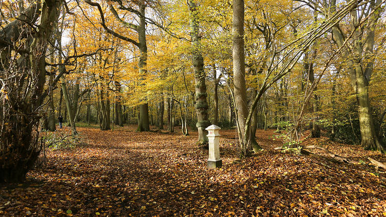 Broxbourne Woods, Hertfordshire