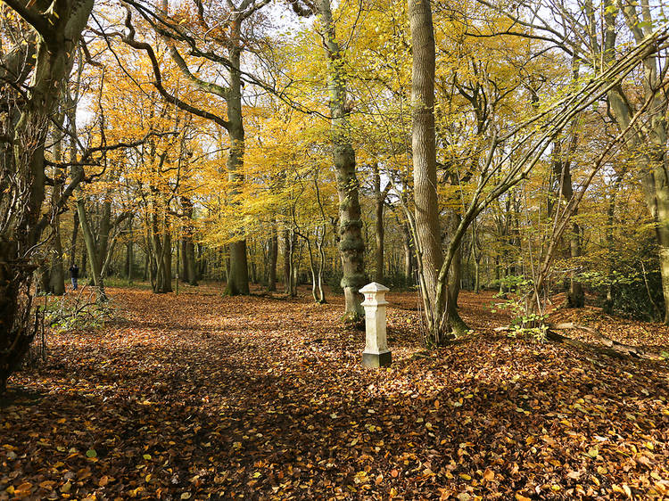 Broxbourne Woods, Hertfordshire