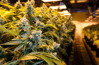 It's now legal to grow cannabis in New York State