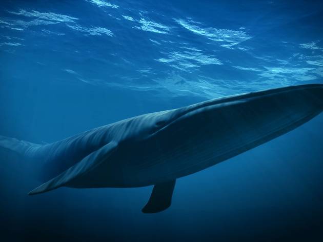 El reino de la ballena azul El reino de la ballena azul