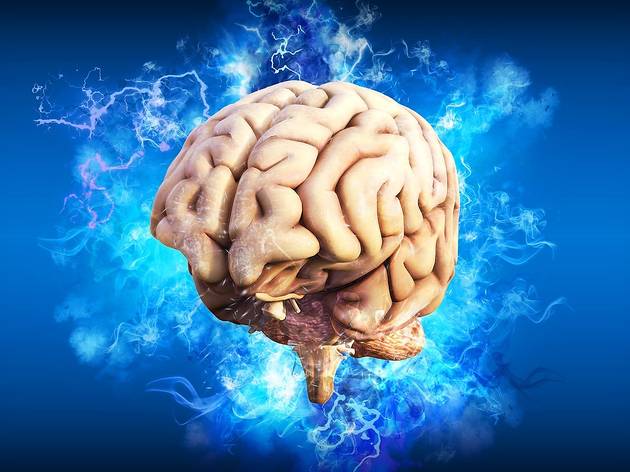Cerebro Cerebro