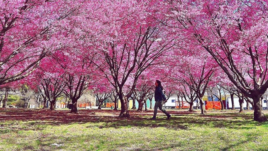 Sakura Matsuri Cherry Blossom Festival NYC Guide 2022