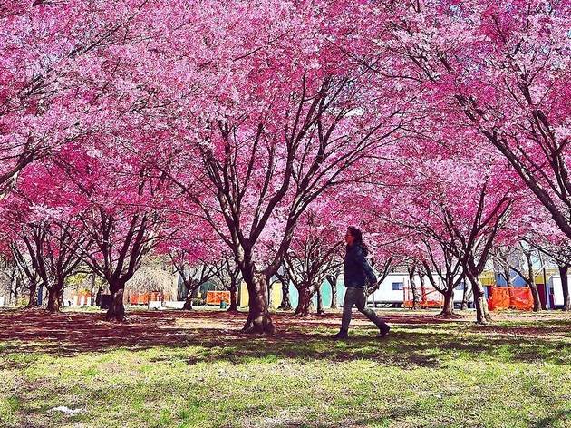 Cherry Blossom Cherry Blossom