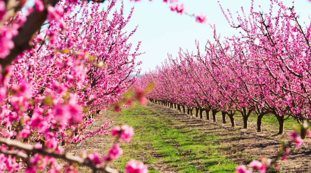 Dónde ver flores de cerezo en la ciudad de Nueva York