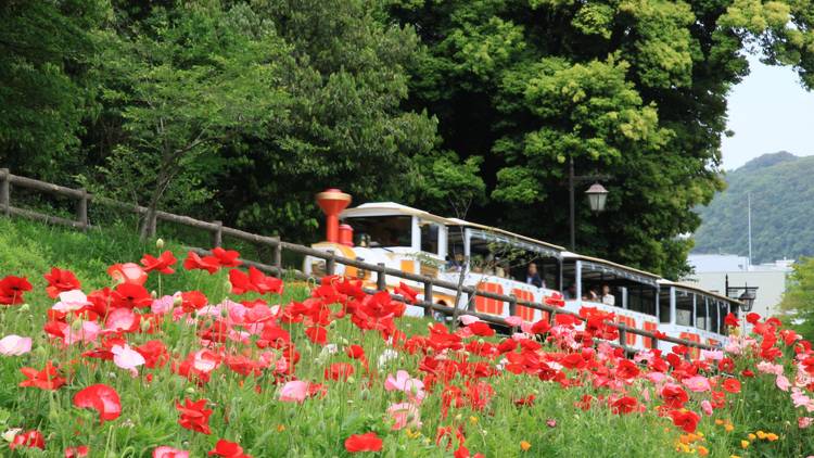 Poppy Nemophila Season