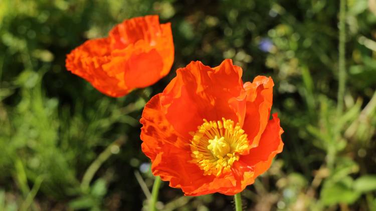 Poppy Nemophila Season