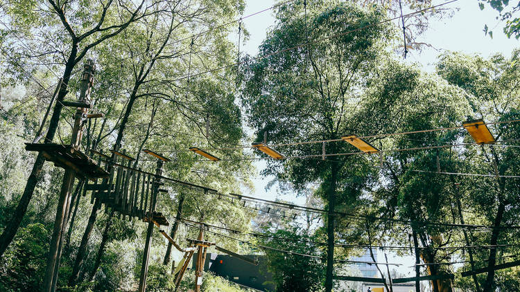 Canopy circuit at Parque Palmela