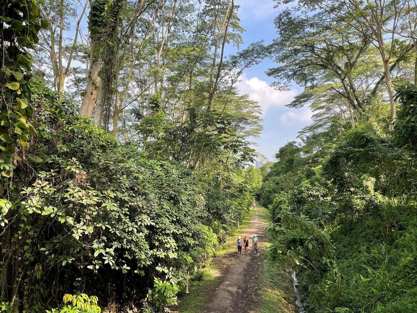 21 Best Nature Trails In Singapore Nature Walks 