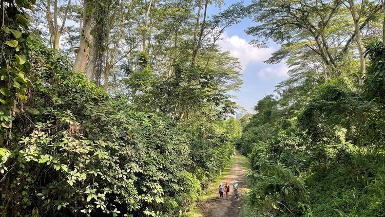 The best hiking trails and spots in Singapore