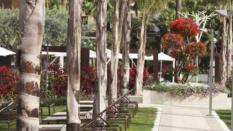 Palm trees and red flowers in a hotel garden.