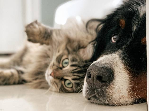 Laika app para mascotas Foto de un perro y un gato acostados en el piso