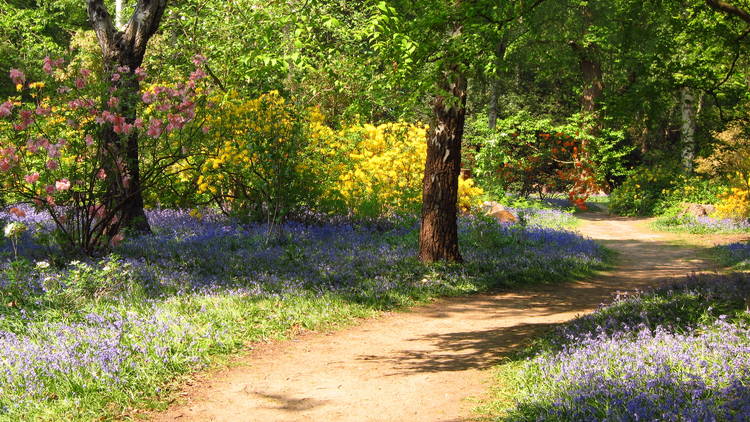 Isabella Plantation, London